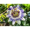 Generico 25 Semi di Frutto della Passione - (Passiflora Edulis)