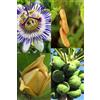 Generico Lotto di Semi di 4 Alberi Tropicali (Papaia, Frutto della Passione, Guanábana, Tamarindo)