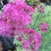 Generic Thalictrum Tuono Nuvole Doppio erbacea perenne pianta £ 8.99 2 Litri Pot