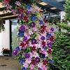 GardenersDream CLEMATIDE ARCOBALENO 4 PIANTE 4 COLORI ESPOSIZIONE MISTA PIANTE DA FIORE PER IL GIARDINO - 20-40CM ALTEZZA