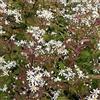 Arborix, grüner und billiger! 6 x Aster Cordifolius 'Silver Spray' - Perenni Vaso 9cm x 9cm