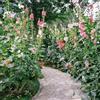 Generic malvarosa semi di da balcone malvarosa - Alcea rosea semi di tappezzanti, resistenti all'inverno balconeto in vaso da giardino 100semi