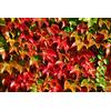 Generic 100 Semi Boston Ivy Vite Vite Americana Parthenocissus tricuspidata arrampicata