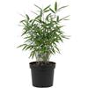 Bloomique - Fargesia Blue - Pianta di bambù blu - Non espansiva - Resistente - Pianta da siepe - Altezza 20-40 cm - Vaso da 14 cm