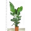 POWERS TO FLOWERS - STRELITZIA NICOLAI, UCCELLO DEL PARADISO, ESEMPLARI XXL, VASO 30CM DIAMETRO, ALTEZZA 180CM, pianta vera