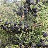Generic semi biologici di bacche di goji nere, vasi per piante, piante resistenti all'esterno frutta a spalliera, piante Piante rampicanti resistenti, piante da appartamento vere e proprie 200pcs