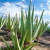 Generic Semi di Aloe Vera, balcone con aiuola di rare semi di da appartamento giardino 20pcs