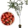 Vivaio Garden Forest Pianta di Amarena, Pianta da frutto, Pianta vera, Polpa succosa, Amarene rosso vivo, Amarene con nocciolo, Marmellata, Vaso 24cm foto reali