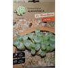 Generico Piante Grasse Miste, Collezione Cactus Hortus Le Straordinarie, Semi (SEMI FENESTRARIA AURANTIACA CACTUS)