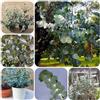 Generic Semi di eucalipto, regali per giardinieri serre da balcone decorazione del soggiorno perenni da ufficio da giardino roccioso 500pcs