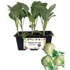 P. Piantine da Orto | Cavolo Rapa, Pianta da Orto o Balcone Pronta al Trapianto, Kit da 6 Piantine, Pianta Vera da Esterno, Vivaio Italiano