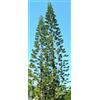 Generico 6 Semi di Araucaria Columnaris, Pino Colonna Tropicale, Albero Sempreverde