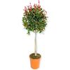 Generico AMDGarden Pianta di Eugenia Uniflora Etnafire Alberello Vaso 20cm Eugenia Fuoco dell'Etna