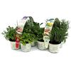 Amori e aromi n.12 piante aromatiche fresche per grigliata e cucina