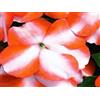 Generic 50 semi di Impatiens Sole e Ombra Orange Star