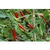 Generic Semi di peperoncino Gochu coreano da 25 pezzi
