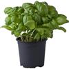 Vivaio di Castelletto Basilico genovese Ocimum basilicum 3 piante aromatiche in vaso ø14 cm Vivaio di Castelletto