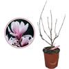 Generic Vivaio Garden Forest Pianta di Magnolia Soulangeana Susan, Pianta media grandezza, Pianta fiore, Pianta primavera, Pianta per tutti i climi, Pianta reale, Giardino, Terrazzo, Vaso 18cm, H 80cm