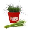P. Piantine da Orto | Erba Cipollina, Pianta in Vaso Diametro 14 cm, Pianta Pronta per il Trapianto, Pianta Vera da Esterno, Piantina Aromatica per Balcone o Terrazzo, Vivaio Italiano
