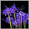 Generic Lycoris Radiata Bulbi Decorazione Parco Matrimonio Naturale Forte Crescita Della Radice Esotico-16 Lampadine