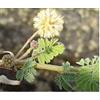 Seeds & Plants Shop by Ipsa Pezzi - 10x Acácia Tortilis Schirmakazie Giardino Piante - Seme ID1070 - Seeds & Plants Shop by Ipsa