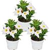 Exotenherz - Dipladenia - Gelsomino cileno - Vaso da 10 cm - Set di 3 piante - Bianco