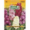 Sementi Dotto Semi di VIOLACIOCCA Matthiola in Mix - h cm 50