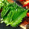 Generic Semi di Perilla Shiso - semi di aromatiche vecchie varietà balcone serra aromatiche da giardino resistenti per il 300pcs