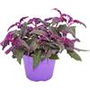 exotenherz Gynura Purple Passion - Velvet-Leaf - Purple Plant - 12cm pot