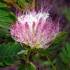le Georgiche Vivai le Georgiche - Pianta vera di Calliandra surinamensis Suriname - vaso Ø 18 cm - altezza alla vendita 60-80 cm