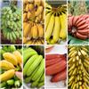 Generic semi di banana - banana - sementi biologiche, sementi di antiche varietà di banano, esotiche resistenti, 90pcs