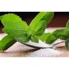 Generic 50 grani di piante di Stevia, verdi