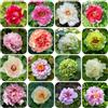 Generic semi di peonia resistenti - per all'inverno giardino all'esterno biologici 100pcs