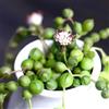 Generic Semi di pisello, Senecio rowleyanus, semi di d'appartamento da giardino, semi di stanza Le perenni sono 30pcs