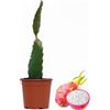 Florali Pitaya Pianta in vaso 14 - Frutto del drago Hylocereus monacanthus (Polpa Bianca)