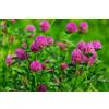 Mondo Ape Semi Fiori per Api - Sementi Mellifere per Api - 1 kg - Semi per Apicoltura - Semi per Fiori Melliferi Trifoglio Violetto