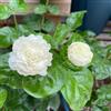 Generic semi di gelsomino profumati, resistenti da giardino, d'appartamento esotiche balcone primavera 30pcs