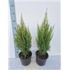 Generico 2 Piante di Juniperus Stricta, Ginepro Cinese - Pianta Decorativa - Vivai Giulian Giovani Piante