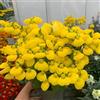 Generic semi di calceolaria - campo balcone resistenti perenni 300pcs