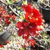 le Georgiche Vivai le Georgiche - Pianta vera di Chaenomeles x supherba Rubra - vaso Ø 18 cm