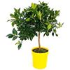 POWERS TO FLOWERS - LIMEQUAT, KUMQUAT, ALBERELLO XXL, pianta vera