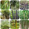 Generic semi di bambù resistenti a crescita rapida, esterno rare semi di vecchie varietà verdi per il giardino in prodotti sostenibili bambù, 100pcs