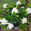 Generic Semi di Gardenia, per luoghi soleggiati Gardenia jasminoides, biologici vecchie varietà 8pcs