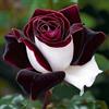 KMIODS Rizoma Di Rosa Raro, Perenne, Adatto A Primavera E Autunno, Ideale Per La Vista In Giardino, Non Necessita Di Irrigazione-1 Rizoma-I