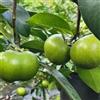 Generic semi di cachi neri - diospyros digyna - cachi resistente rare, interno budino al cioccolato con sapote nero sapote, resistenti 35pcs