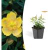 Plantenboetiek.nl Hypericum calycinum | 24 pezzi - 10-25cm - Ø9cm - Pianta da giardino