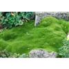 Generic 1M Semi di muschio irlandese SF164 (Sagina Subulata)