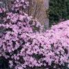 Bloomique - Clematis montana 'Rubens' - Clematide - Rosa chiaro - Rampicante - Pianta da giardino - Resistente al freddo - Alta 50-70 cm - Vaso da 15 cm