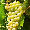le Georgiche Vivai le Georgiche - Pianta vera di Uva da tavola bianca Francese Vitis vinifera - vaso Ø 15 cm - altezza alla vendita 100-120 cm