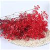 YIWOYI Bouquet di fiori secchi naturali, Gypsophila paniculata, ideali per feste di nozze o decorazione della casa, 15-30 cm, 20 g, rosso